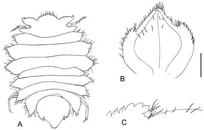 A new species of Pentaceration (Paramunnidae, Isopoda, Crustacea) from the Otago region of Aotearoa New Zealand